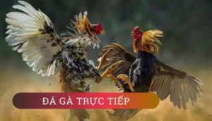 Cách Chơi Đá Gà WS168 Tại 12Bet Để Thắng Lớn Hấp Dẫn