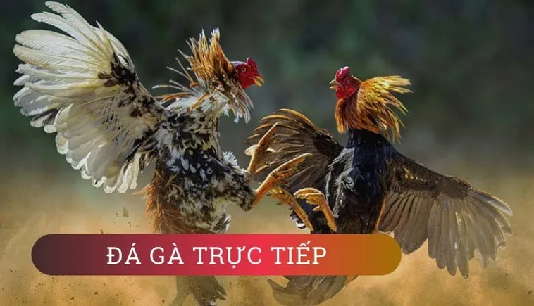Cách Chơi Đá Gà WS168 Tại 12Bet Để Thắng Lớn Hấp Dẫn
