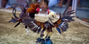 Bí Quyết Chơi Đá Gà Sabong Tại 12Bet Thắng Lớn Dễ Dàng
